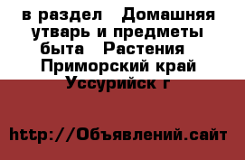  в раздел : Домашняя утварь и предметы быта » Растения . Приморский край,Уссурийск г.